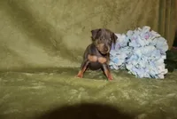 Oscar, a male Miniature Pinscher for sale in Harrisonburg, VA – 1 of 7