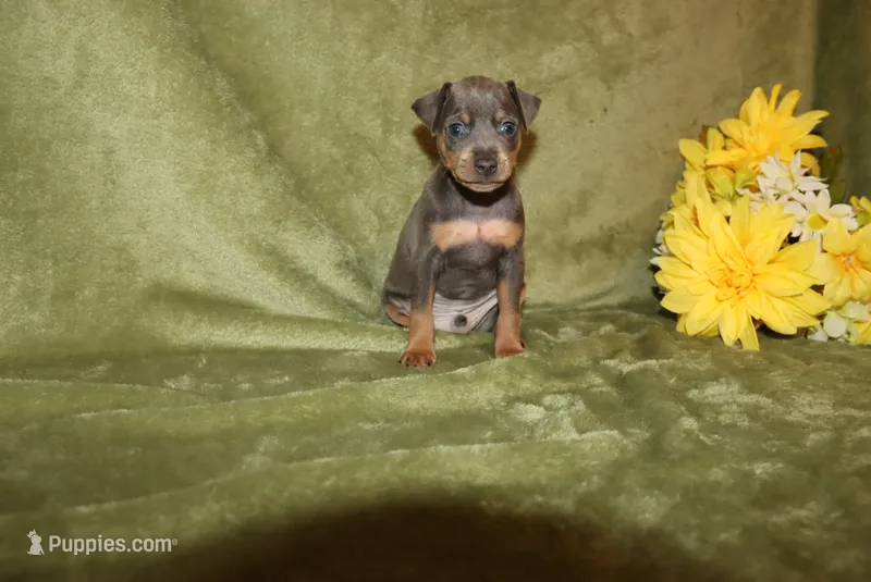 Rosco – Miniature Pinscher puppy for sale in Harrisonburg, VA