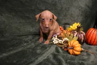 Harley--Halloween Special, a male Miniature Pinscher for sale in Harrisonburg, VA – 3 of 10