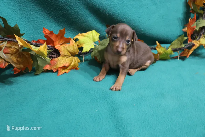 Raisin – Miniature Pinscher puppy for sale in Harrisonburg, VA