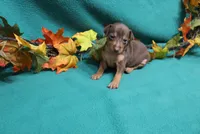 Raisin, a female Miniature Pinscher for sale in Harrisonburg, VA – 1 of 7