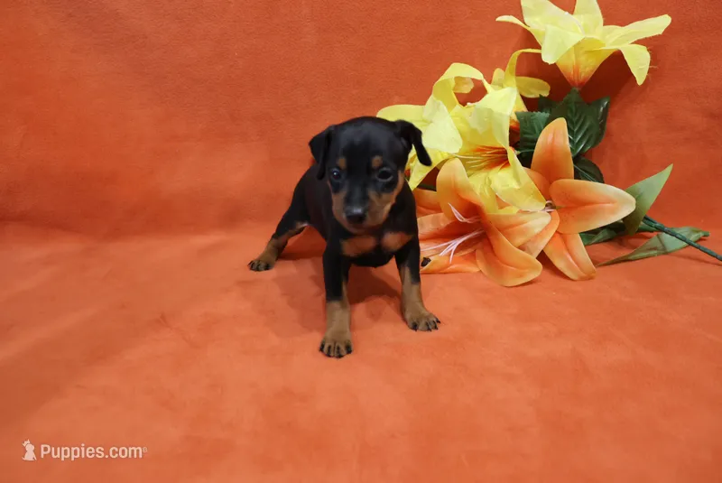 Bean – Miniature Pinscher puppy for sale in Harrisonburg, VA