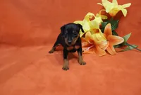 Bean, a male Miniature Pinscher for sale in Harrisonburg, VA – 1 of 8