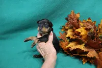 Blair, a female Miniature Pinscher for sale in Harrisonburg, VA – 5 of 7