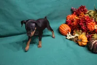 Clifford, a male Miniature Pinscher for sale in Harrisonburg, VA – 3 of 6