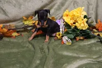 Weenie, a female Miniature Pinscher for sale in Harrisonburg, VA – 7 of 7