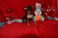 Billy, a male Miniature Pinscher for sale in Harrisonburg, VA – Photo 2 of 7