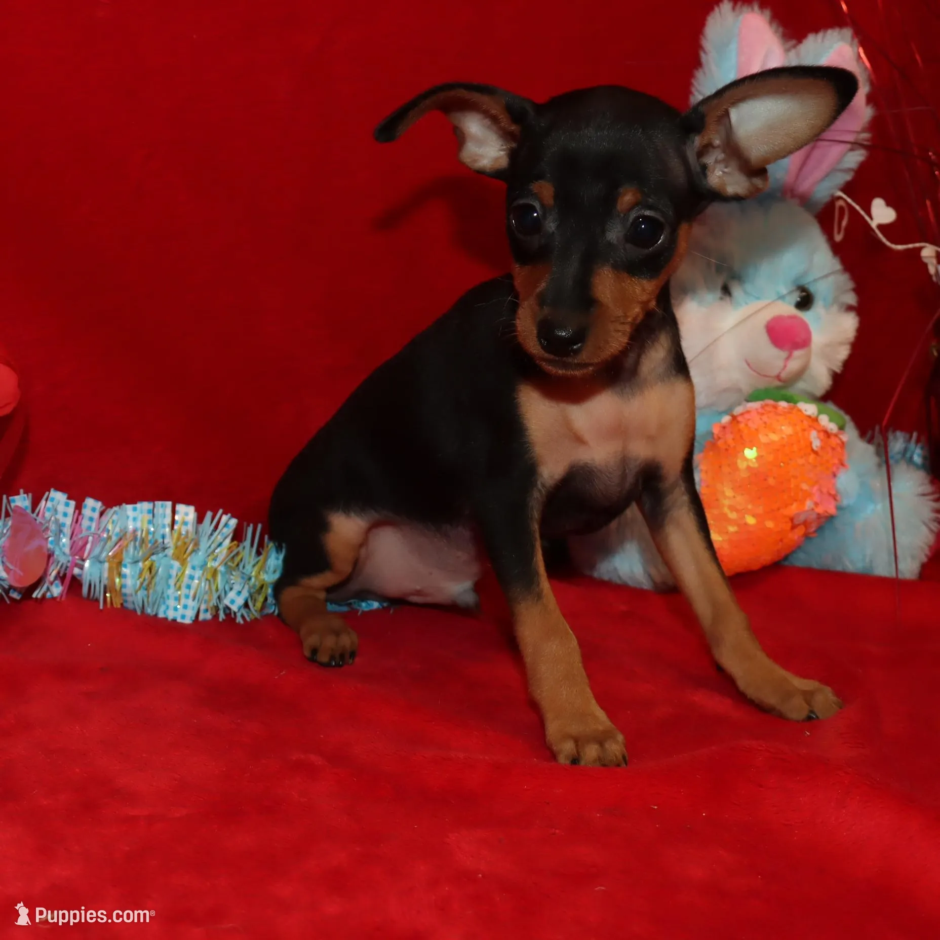 Billy, a male Miniature Pinscher for sale in Harrisonburg, VA – Photo 4 of 7