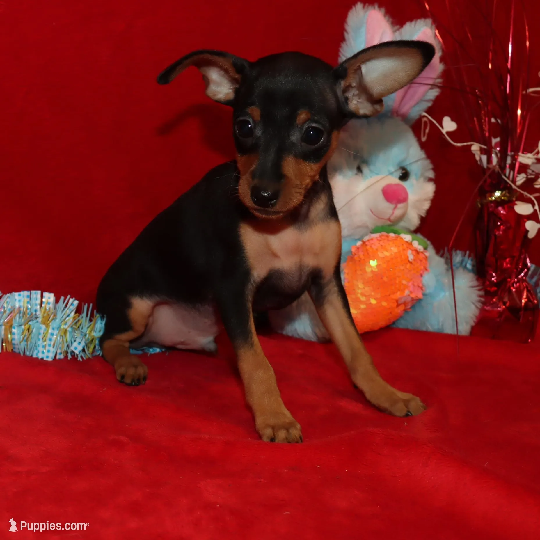 Billy, a male Miniature Pinscher for sale in Harrisonburg, VA – Photo 7 of 7