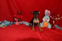 Billy, a male Miniature Pinscher for sale in Harrisonburg, VA – Photo 5 of 7