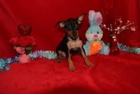 Billy, a male Miniature Pinscher for sale in Harrisonburg, VA – Photo 3 of 7