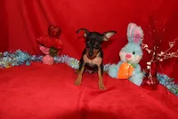 Billy, a male Miniature Pinscher for sale in Harrisonburg, VA – Photo 6 of 7