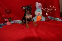 Billy, a male Miniature Pinscher for sale in Harrisonburg, VA – Photo 1 of 7