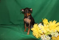 Duke, a male Miniature Pinscher for sale in Harrisonburg, VA – 4 of 7
