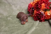 Mickey, a male Miniature Pinscher for sale in Harrisonburg, VA – 7 of 7