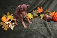 Raisin, a female Miniature Pinscher for sale in Harrisonburg, VA – 2 of 8