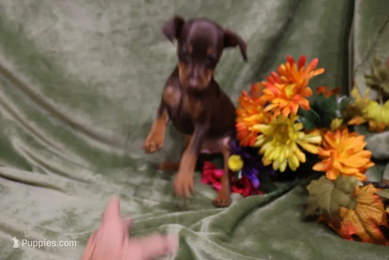 Nacho – Miniature Pinscher puppy for sale in Harrisonburg, VA