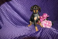 4th July SALE Woody, a male Miniature Pinscher for sale in Harrisonburg, VA – 3 of 6