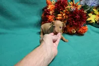 Harley, a male Miniature Pinscher for sale in Harrisonburg, VA – 3 of 7
