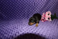 Missy, a  Miniature Pinscher for sale in Harrisonburg, VA – 7 of 7