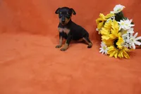Star, a female Miniature Pinscher for sale in Harrisonburg, VA – 2 of 8