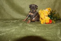 Toby, a male Miniature Pinscher for sale in Harrisonburg, VA – 3 of 6
