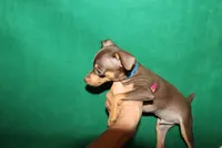 Sam, a male Miniature Pinscher for sale in Harrisonburg, VA – 6 of 6