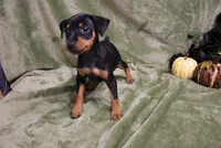 Mable, a female Miniature Pinscher for sale in Harrisonburg, VA – 3 of 9