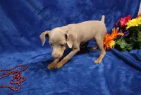 Cali, a female Miniature Pinscher for sale in Harrisonburg, VA – 4 of 8