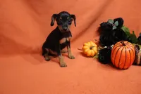 Pluto, a male Miniature Pinscher for sale in Harrisonburg, VA – 4 of 6