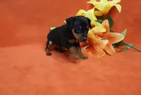 Bean, a male Miniature Pinscher for sale in Harrisonburg, VA – 3 of 8