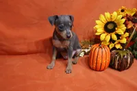 Toto, a male Miniature Pinscher for sale in Harrisonburg, VA – 1 of 7