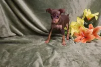 Thor, a male Miniature Pinscher for sale in Harrisonburg, VA – 8 of 8