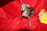 --Blue Boy, a male Miniature Pinscher for sale in Harrisonburg, VA – 5 of 7