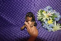 Romeo, a male Miniature Pinscher for sale in Harrisonburg, VA – 3 of 6