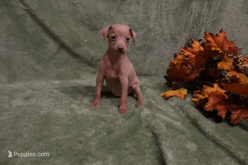 Lady – Miniature Pinscher puppy for sale in Harrisonburg, VA