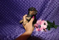 Missy, a  Miniature Pinscher for sale in Harrisonburg, VA – 2 of 7