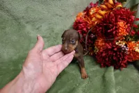 Mickey, a male Miniature Pinscher for sale in Harrisonburg, VA – 3 of 7