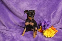 Sherlock, a male Miniature Pinscher for sale in Harrisonburg, VA – 3 of 8
