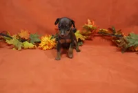 Nacho, a male Miniature Pinscher for sale in Harrisonburg, VA – 4 of 7