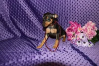 Benny, a male Miniature Pinscher for sale in Harrisonburg, VA – 4 of 7