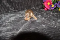 Lucy, a female Miniature Pinscher for sale in Harrisonburg, VA – 7 of 7