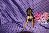 Benny, a male Miniature Pinscher for sale in Harrisonburg, VA – 6 of 7