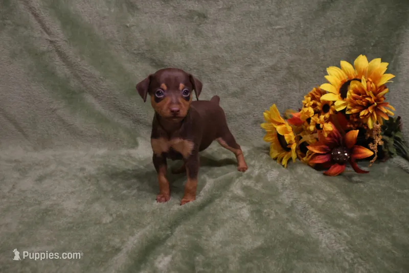 Reeses – Miniature Pinscher puppy for sale in Harrisonburg, VA