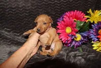 storm, a female Miniature Pinscher for sale in Harrisonburg, VA – 1 of 8