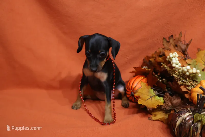 Penny – Miniature Pinscher puppy for sale in Harrisonburg, VA
