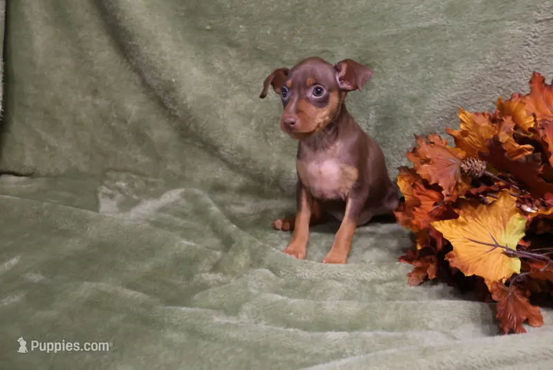 Lucy – Miniature Pinscher puppy for sale in Harrisonburg, VA