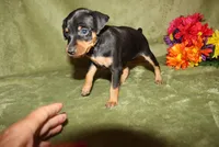Roise, a female Miniature Pinscher for sale in Harrisonburg, VA – 5 of 8