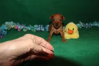 Teddy, a male Miniature Pinscher for sale in Harrisonburg, VA – Photo 2 of 6