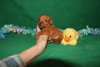 Teddy, a male Miniature Pinscher for sale in Harrisonburg, VA – Photo 3 of 6